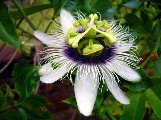 White flower purple stamens green - a tree branch in the sun light of the day free wallpaper