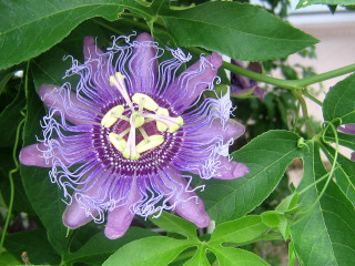 Purple flower green leaves building - a yellow center free wallpaper