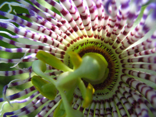 Flower purple green center macro - a green center free wallpaper