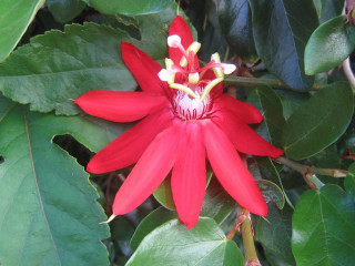 Red flower green leaves white - a red flower free wallpaper