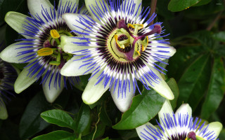Blue white flowers green leaves - a yellow center free wallpaper