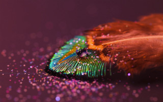 Feather colorful tail glitters purple - glitter free wallpaper