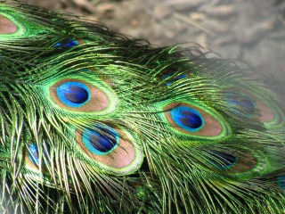 Peacock feathers closeup blurry background 2 - charles bird king free wallpaper