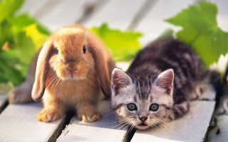 Cat bunny wooden floor leaves - a wooden floor next free wallpaper