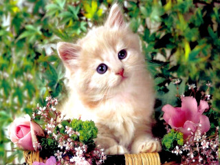 Kitten basket flowers bush sitting - a kitten free wallpaper