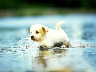 Small white dog splashing water - its paw free wallpaper