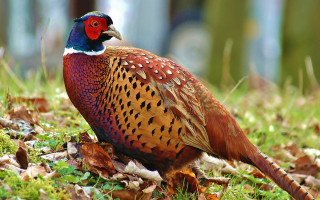 Colorful bird lush green field 2 - male free wallpaper