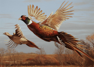 Birds flying wings spread heads - their wing free wallpaper