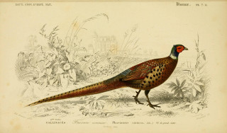 Red head tail bird grass - illustration free wallpaper