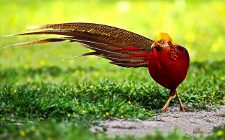 Bird red yellow tail grass - the grass free wallpaper