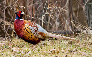 Pheasant grass trees folkart jigsaw - chica macnab free wallpaper