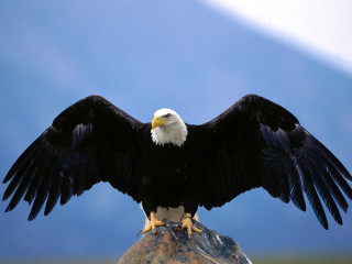 Bald eagle rock wings spread - a bald eagle free wallpaper
