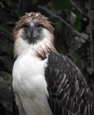 Large bird large wing spread - free bird wallpaper