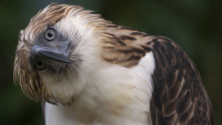 Bird blackwhite stripe sumatraism arse - sumatraism free wallpaper