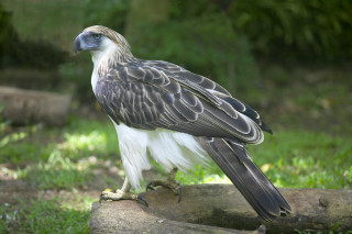 Bird of prey log grass - a blurry background of trees and grass free wallpaper