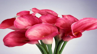 Vase filled pink flowers table 2 - a white wall behind free wallpaper