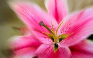 Pink flower green center blurry 6 - a pink flower free wallpaper for desktop