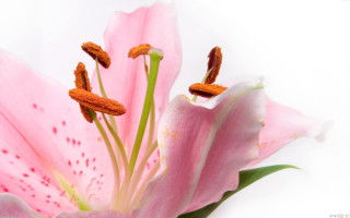 Pink flower white background brown - petal free wallpaper
