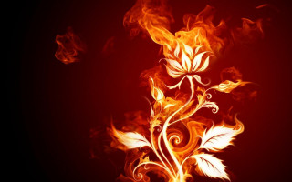 Red yellow flower flames black - red free wallpaper