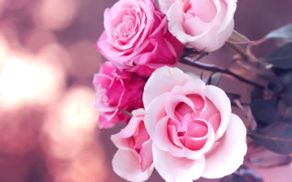 Pink roses vase table blurry - pink rose free wallpaper