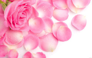 Pink rose water droplets white 2 - a white surface free wallpaper