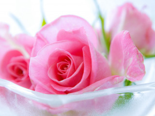 Pink rose glass vase blurry - rose free wallpaper
