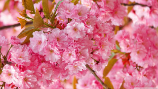 Pink flowers branch leaves blurry - a green leaf free wallpaper