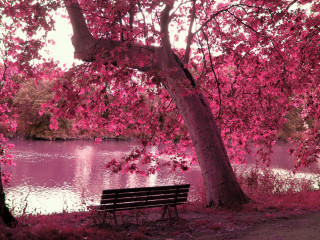 Bench under tree lake pink - florianne becker free wallpaper