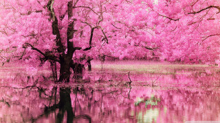 Tree lake pink flowers reflection - a reflection of the water free wallpaper
