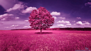 Tree purple flowers cloudy sky - under free wallpaper
