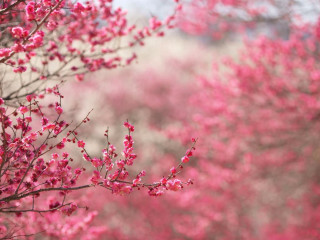 Pink sakura blossoms branch outdoors - chang daichien free wallpaper