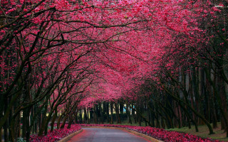 Pink flowers road umbrella autumn - the side of the road free wallpaper