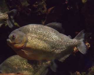 Fish swimming water rocks plants 3 - a fish free wallpaper