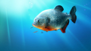 Fish swimming water sunbeam background - carpoforo tencalla free wallpaper