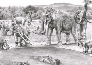 Elephants water man drawing herd - elephant free wallpaper