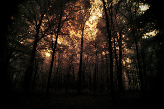 Forest tall trees cloudy sky - godray free wallpaper