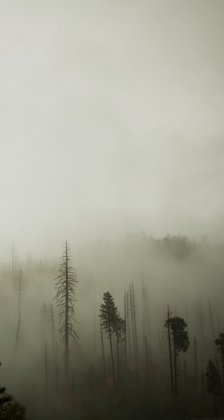 Foggy forest bird flying trees - tonalism free wallpaper