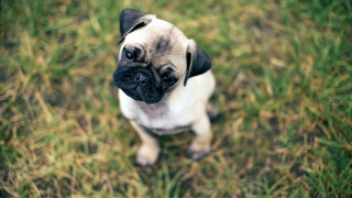 Small pug dog grass looking - a small pug dog free wallpaper