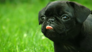 Black dog pink tongue green - a green grass field free wallpaper