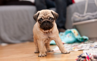 Small dog wooden floor pile - a wooden floor next free wallpaper
