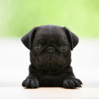 Black pug puppy sad looking - david budd free wallpaper