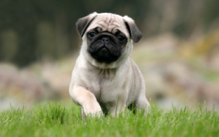 Small pug running grassy field - the background and a blurry background free wallpaper