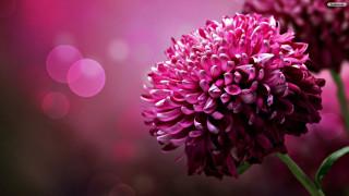 Flower bokeh macro leaf sun - a blurry background behind free wallpaper