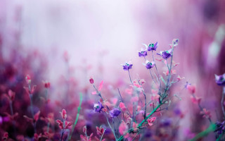 Purple flowers grass blurry background 6 - a microscopic photo free wallpaper