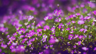 Purple flower field blurry macro - a blurry effect free wallpaper