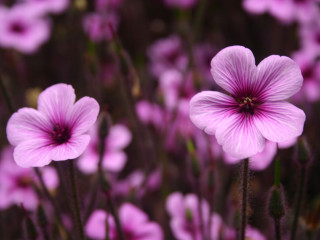 Purple flowers closeup green stem - a close up of a bunch free wallpaper