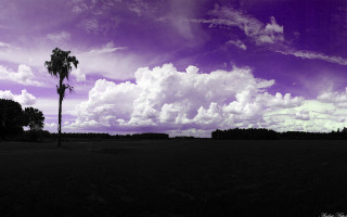 Palm tree field purple sky - free airplane wallpaper