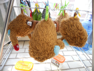 Stuffed animal clothesline toothbrushes stilllife - a clothes line free wallpaper