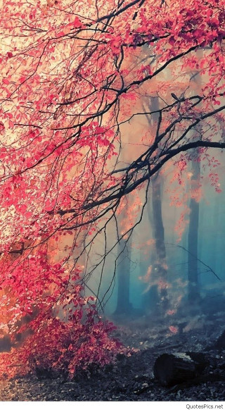 Tree red leaves forest fog - impressionist free wallpaper