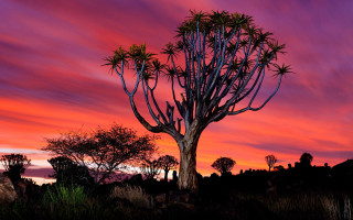 Large tree sunset desert purple - a large tree free wallpaper